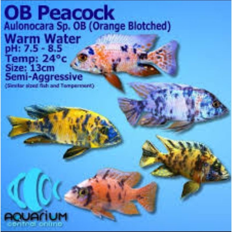 CICHLID OB PIECOCK