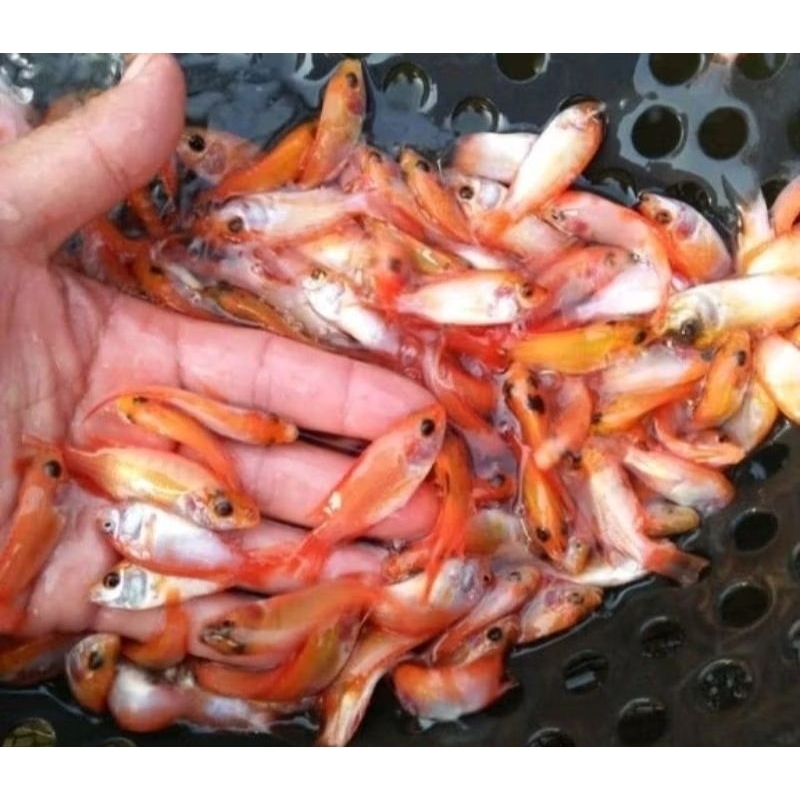 

TERMURAH..!! (baca diskripsi)... anakan/bibit nila merah 20ekr berkualitas/ikan segar.