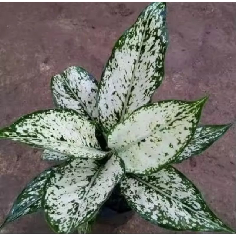 Aglonema snowhite dewasa rimbun aglonema  murah harga promo