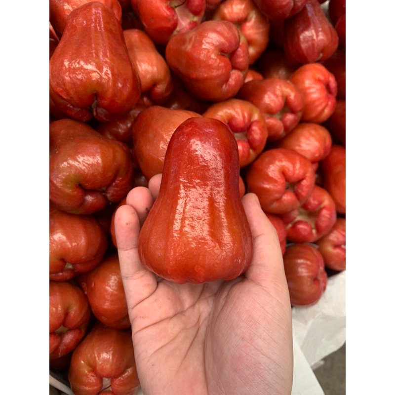 

JAMBU CITRA SEGER