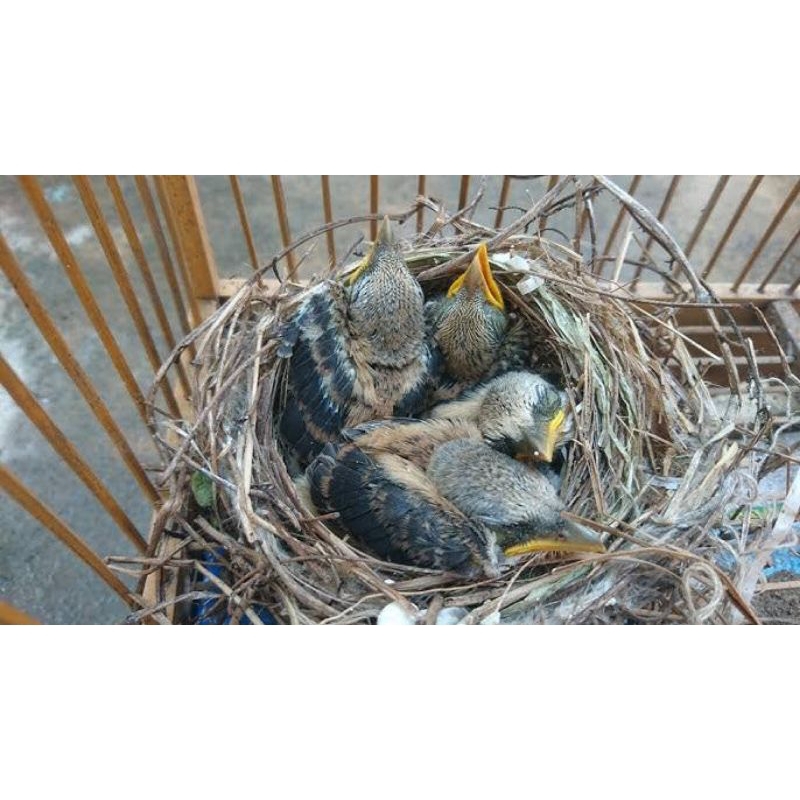 PENTET JATIM JANTAN  LOLOHAN