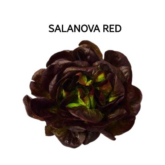 

Salanova Green Sayur Salad Segar Hidroponik