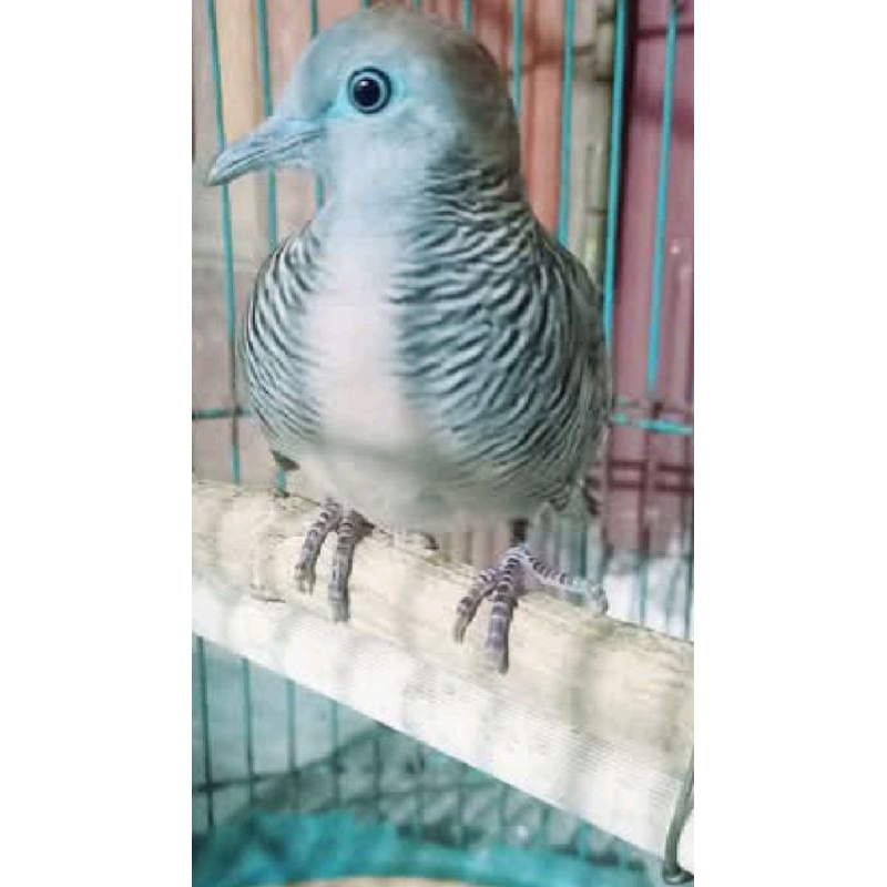 katuranggan Rupo cahyo