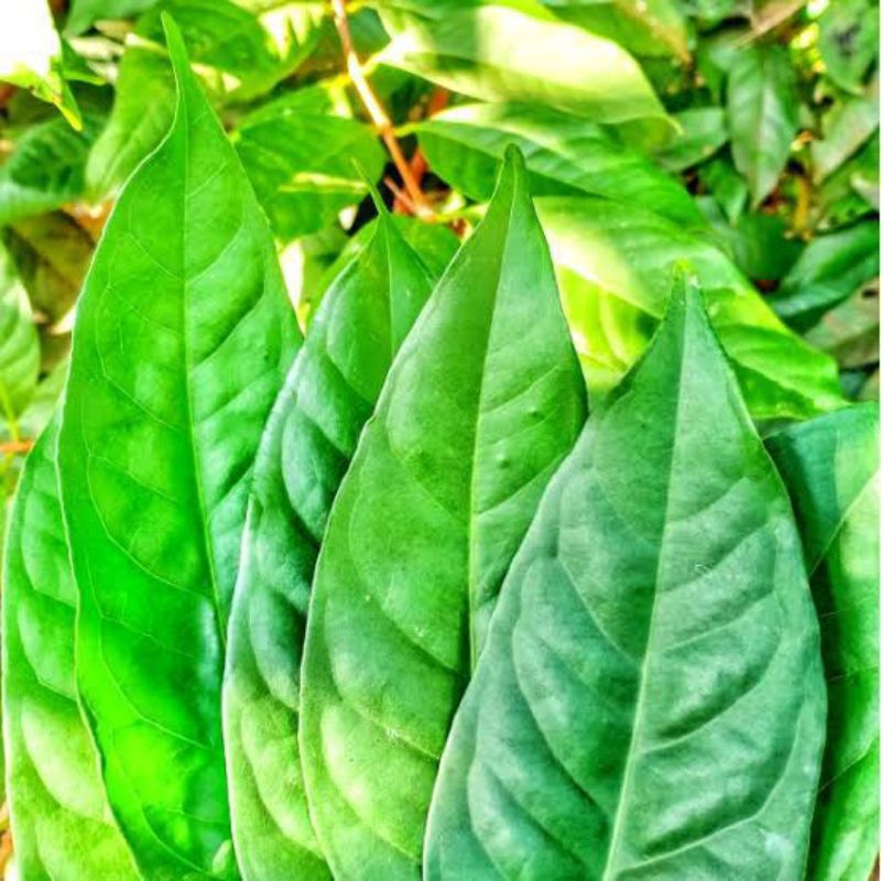

Daun salam segar 100gr | penyedap makanan