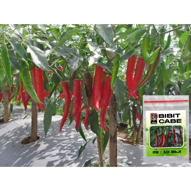 

biji cabe merah isi 10 biji