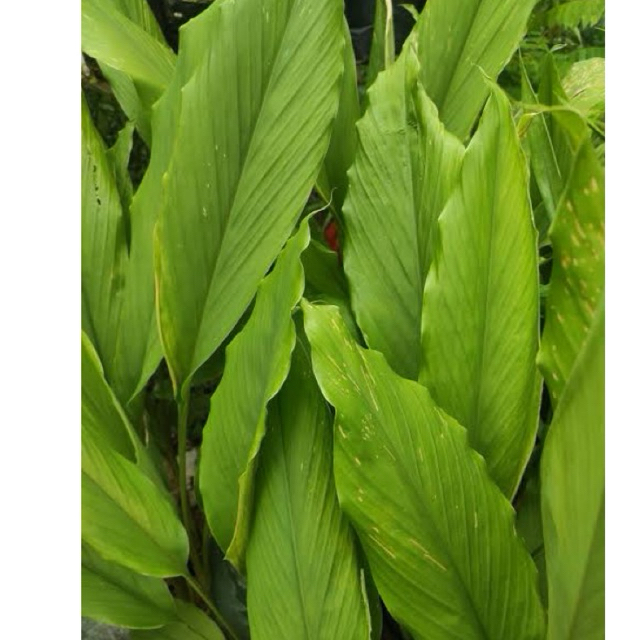 

Daun Kunyit Segar Fresh 250 gram Herbal Kunyit