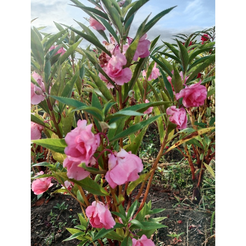 Bibit Bunga Pacar Air Pink Tumpuk
