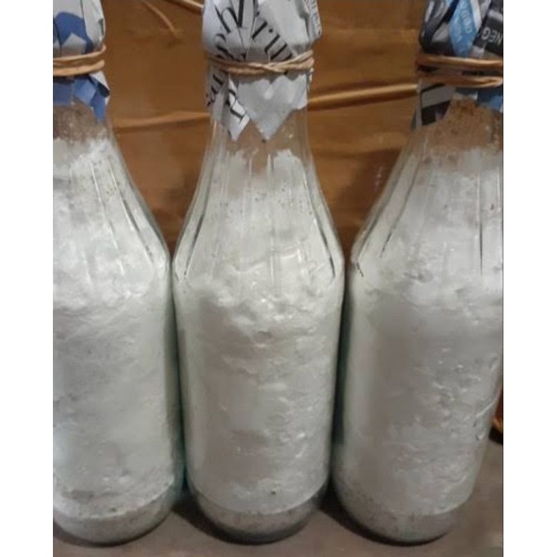 

Bibit Jamur Tiram F2 Florida Super