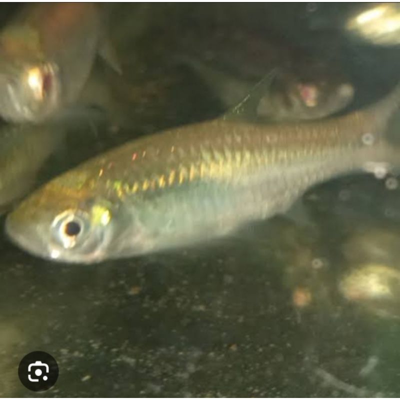 ikan wader sungai hidup ukuran rendom