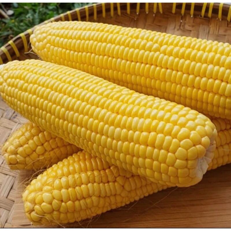 

JAGUNG MANIS (MADU) SUPER 1 buah