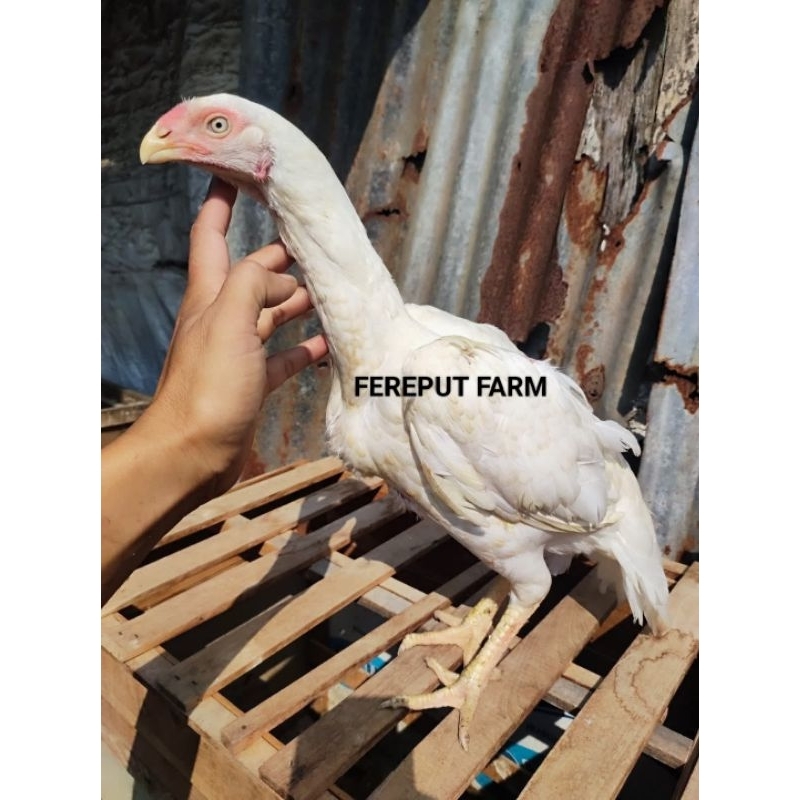 Telur Ayam Aseel Parrot