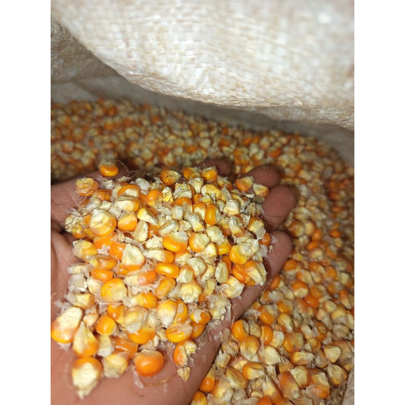 

jual benih jagung lokal kering hasil pilihan buat bibit dan buat lainnya 1kg
