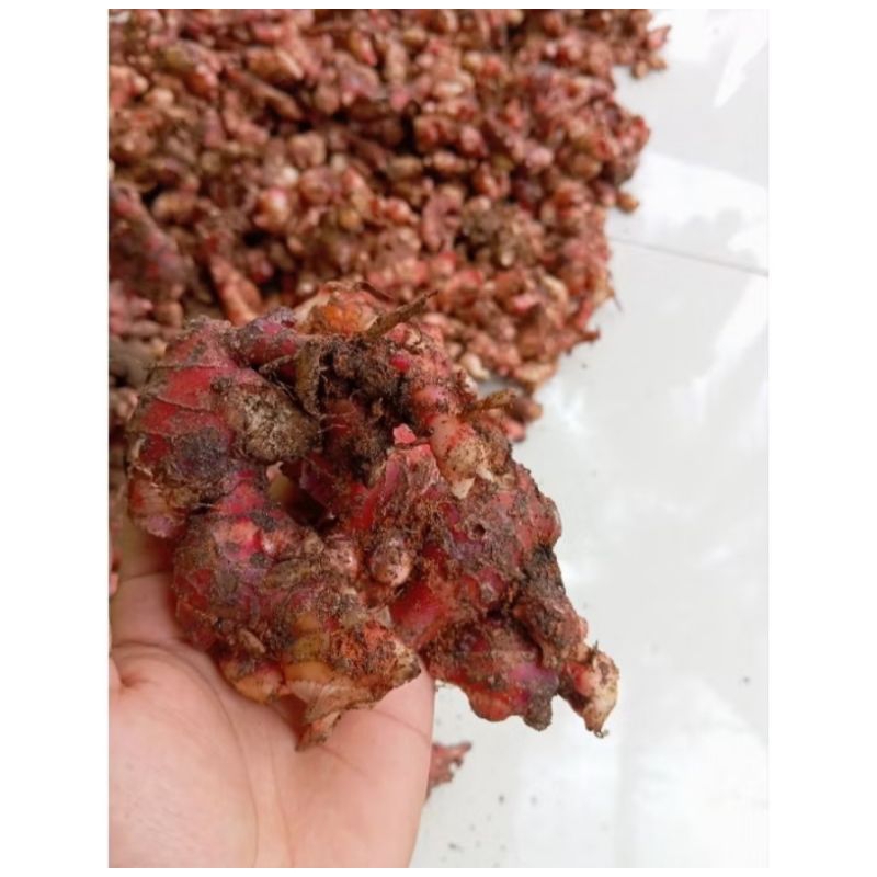 

jahe merah asli segar 1kg