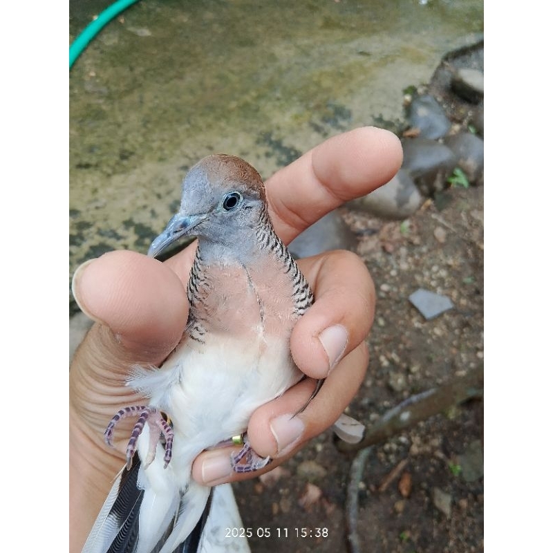 Perkutut Bangkok Pancoran Mas