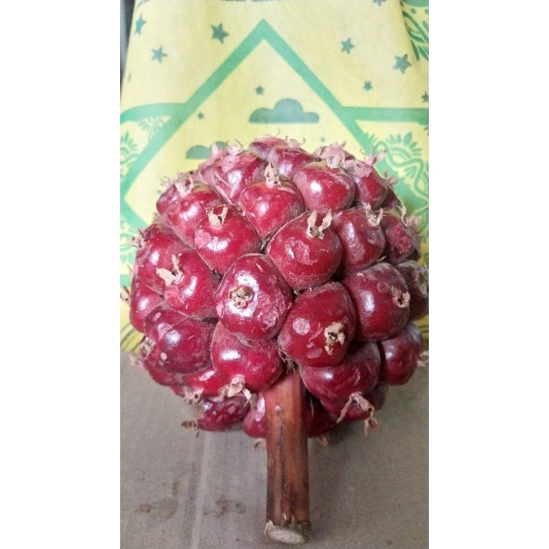 

HONJE LAKA/HONJE MERAH