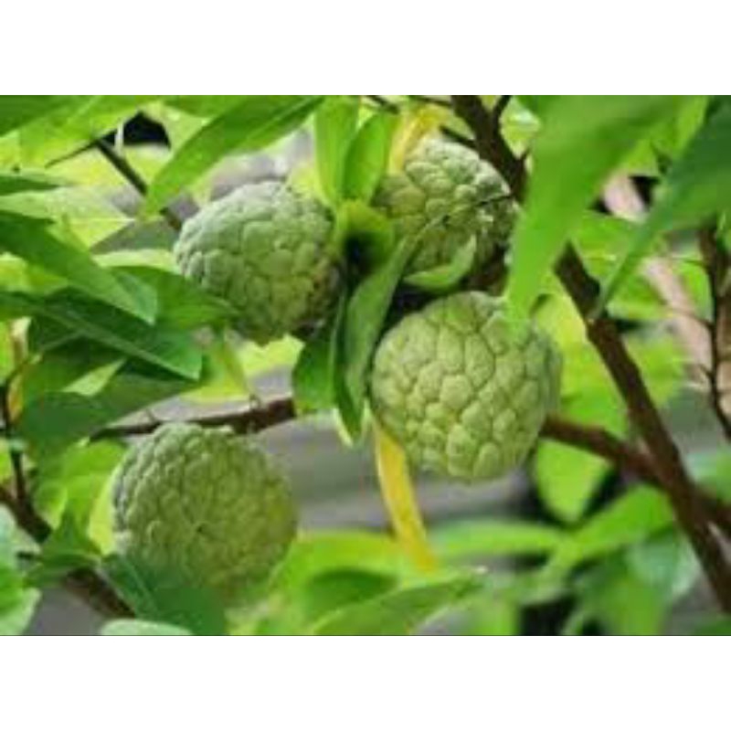 Bibit SRIKAYA / BUAH MANOA / NONA