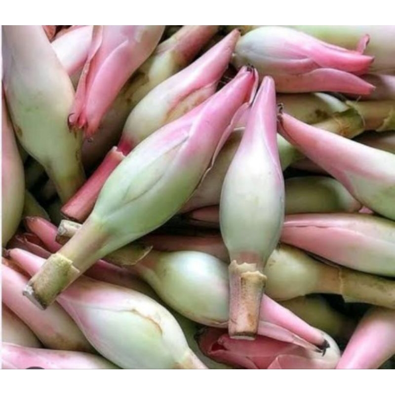 

Bunga kecombrang/Bunga Honje