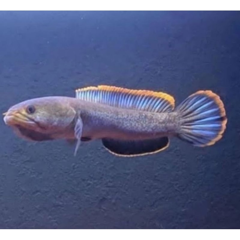 Cana Limbata Grade A Rim Tebal Mangap Mangap Galak