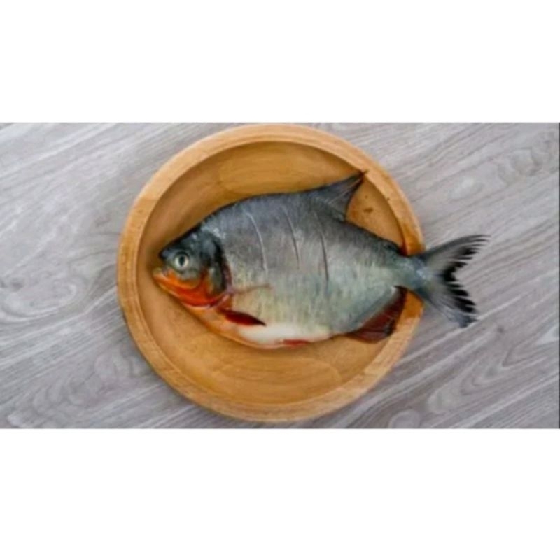 

Ikan Bawal tawar segar 500gr..