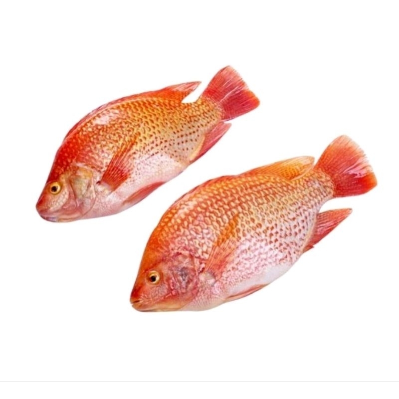 

Ikan nila segar 500gr..