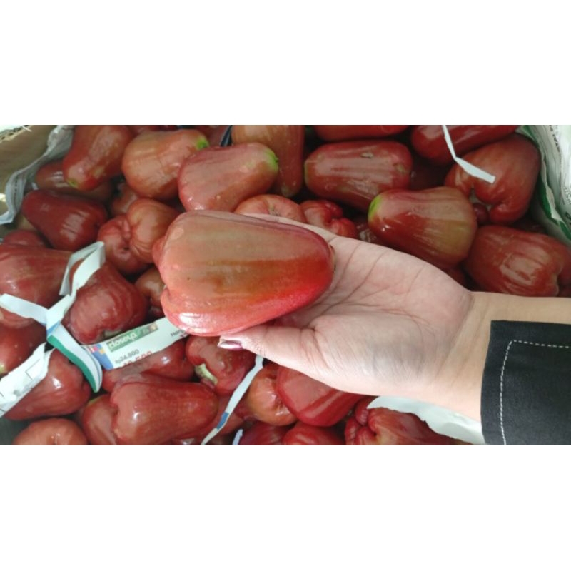 

Jambu Citra/Buah Segar/Buah Rujak