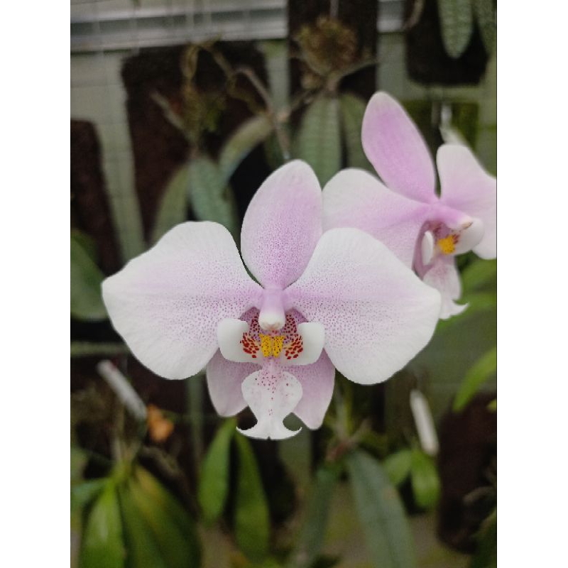 phalaenopsis schilleriana