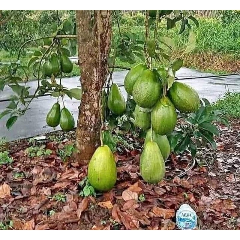 BIBIT ALPUKAT ALIGATOR ASLI / ALPUKAT ALIGATOR JUMBO