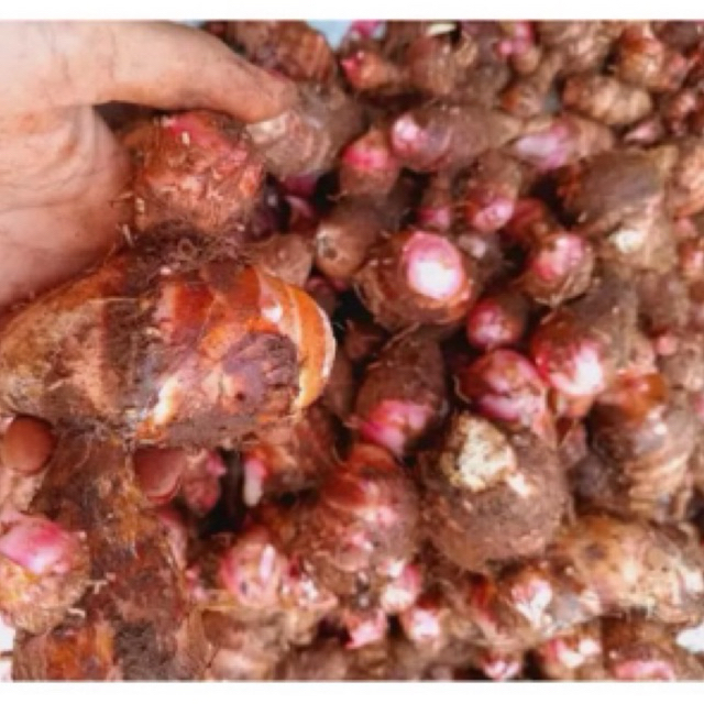 

UBI TALAS 1 KG/ UBI TALAS UNGU /TALAS TUBAN/ UBI TALAS TARO 1KG/TALAS MURAH/UBI TARO MURAH/UBI TALAS MURAH/TARO MURAH/MAKANAN SEHAT/UMBI TALAS TARO/MAKANAN JADUL/MAKANAN LANGKA/CAMILAN SEHAT/CAMILAN DIABETES