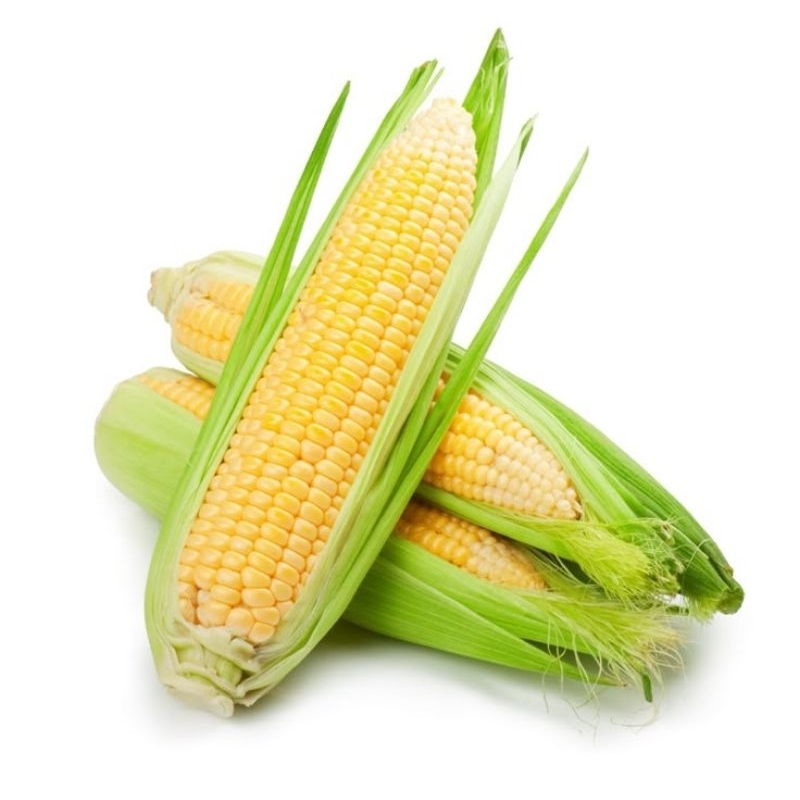 

Benih Bibit Jagung Manis Super Unggul Baruna Sayuran Garuda Seed - Tanaman Sayur Berkualitas