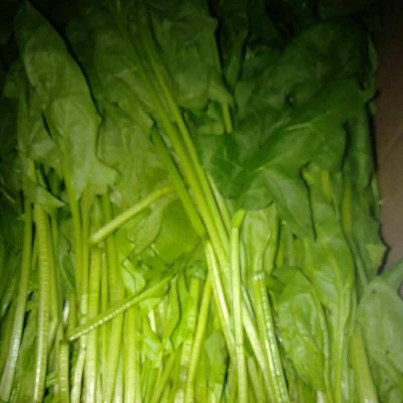

Sayur Horenzo Horenso bayam jepang segar