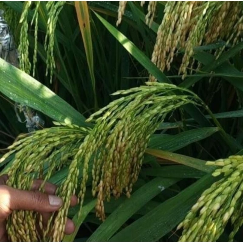 Baymarkeet Benih Padi Inpari 42 Jumbo (5Kg)