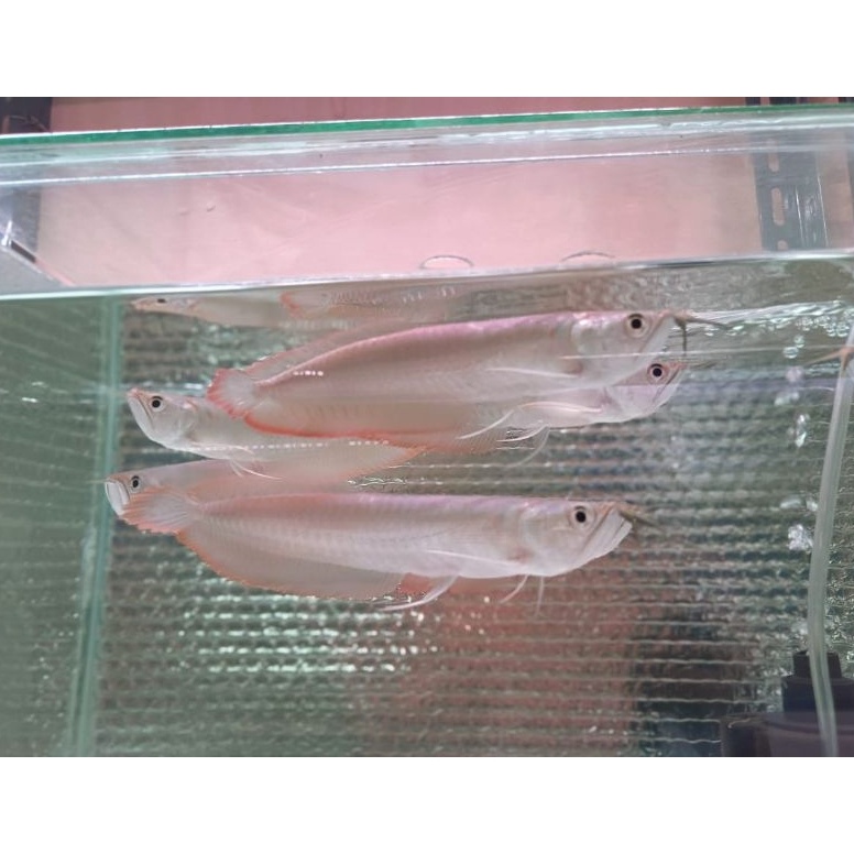 HIASAN AKUARIUM ARWANA SILVER RED 18CM KODE U9V7