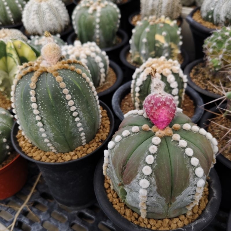 Paket Biji Kaktus Astrophytum asterias cv. Ooibo isi 10 butir