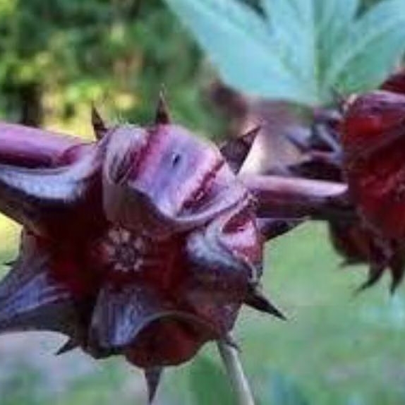 

Bunga Rosella Ungu Kering Kemasan 1kg teh rosela ungu
