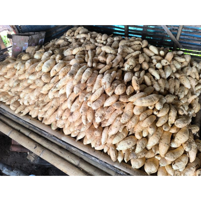 

UBI CILEMBU ASLI UKURAN SUPER 1 Kg isi 3-5
