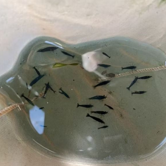 Udang Hias Blue Diamond