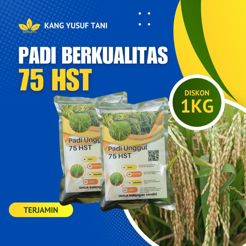 Benih Padi Bibit Padi 75 Hari panen Super Genjah 1 kg