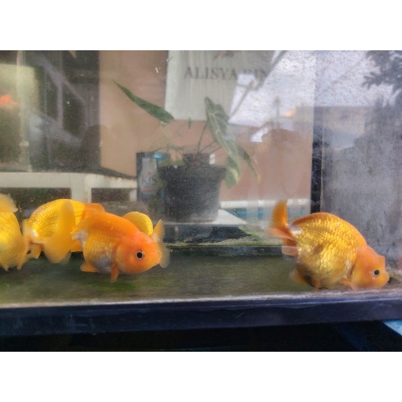 Ranchu Buffalo