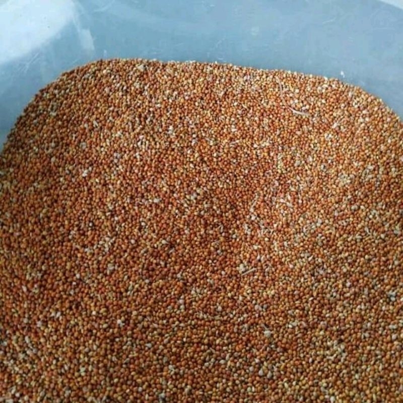 

biji juwawut makanan burung 500gram
