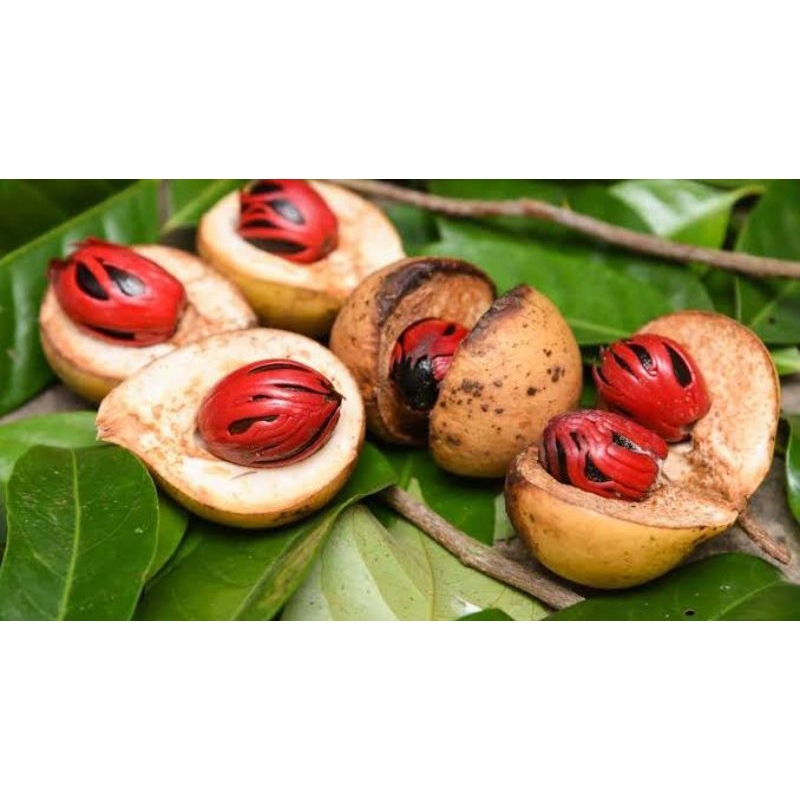 

BUAH PALA SEGAR BUAH HERBAL BUAH PALA UNTUK INSOMNIA DAN BAHAN MANISAN