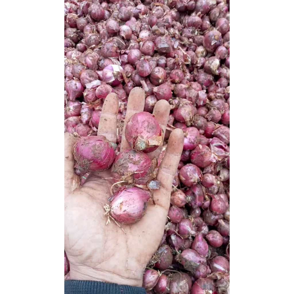 

Bawang Merah Super Murah 1Kg Dan 500gram