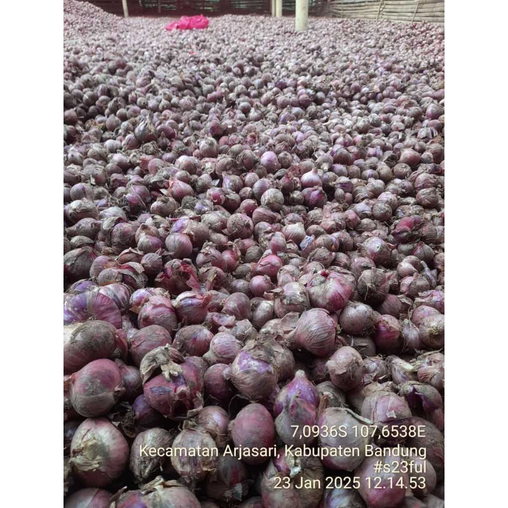 

Bawang Merah Super Murah Kering Bawang Batu - Bali 1kg