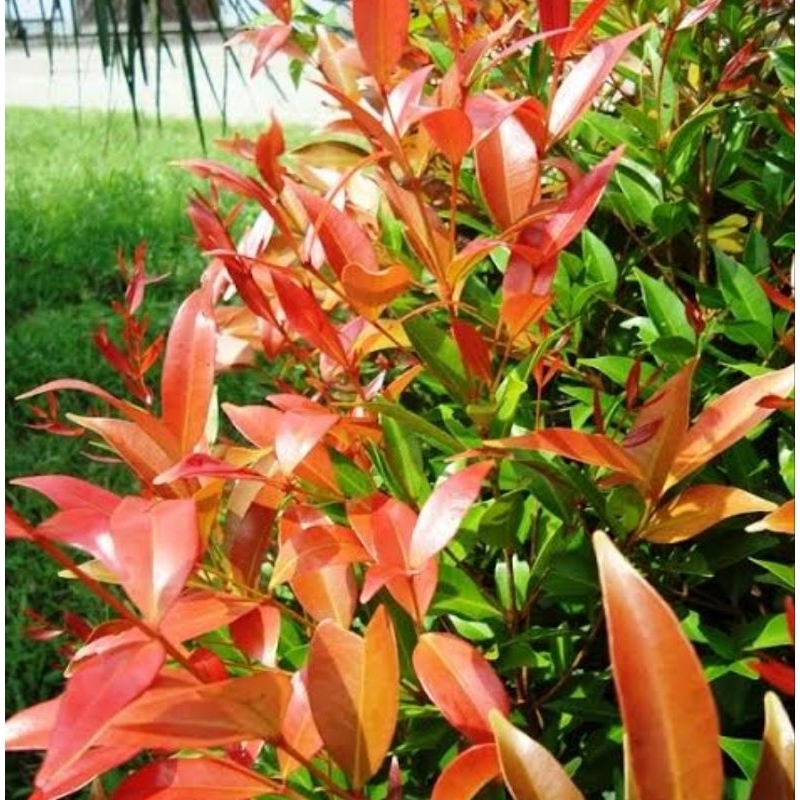 

Daun pucuk merah segar 200 lembar pilihan-az