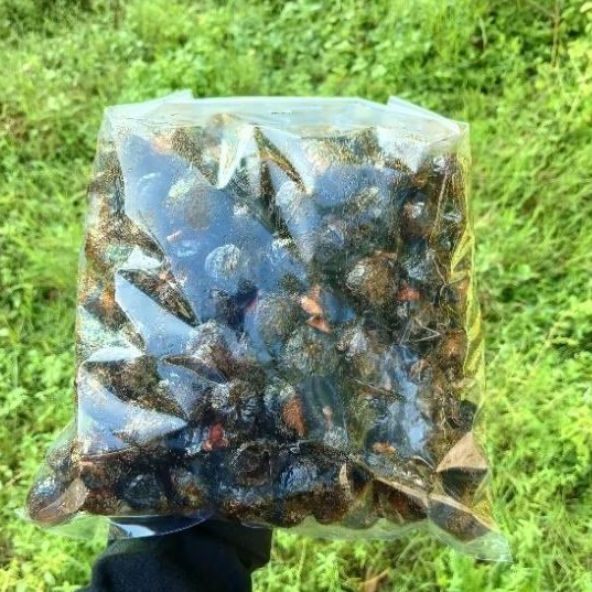Buah Biji Lerak/ Lerak / Kelerak / Kelerek / Sabun lerak / Ramah lingkungan / Sabun eco print