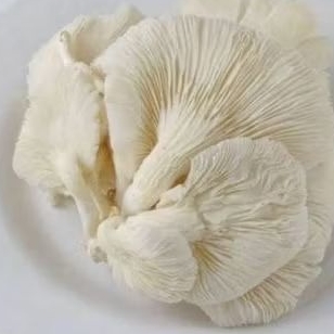 

Sayuran jamur Tiram Fresh//kualitas terbaik//fresh 250gr