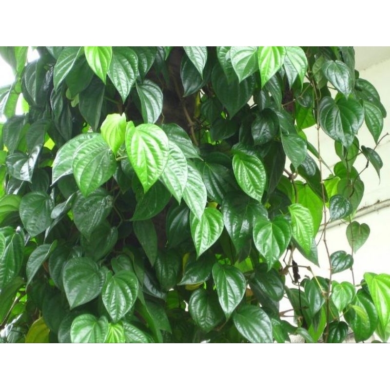 

Daun Sirih Daun Herbal 25 Lembar