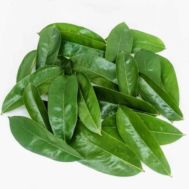 

Daun Sirsak Segar 100 Lembar
