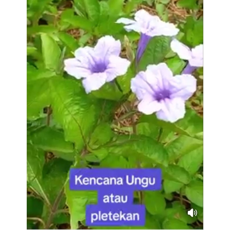 

DAUN PLETEKAN KENCANA UNGU SEGAR 1 KG
