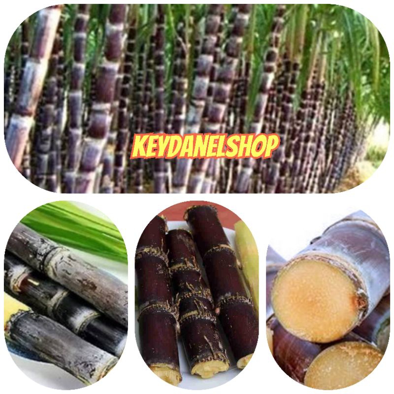 

Batang Tebu hitam tebu wulung 1kg