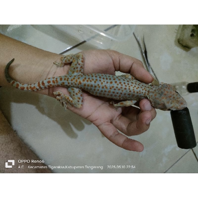 Tokek morph.tokek unik.